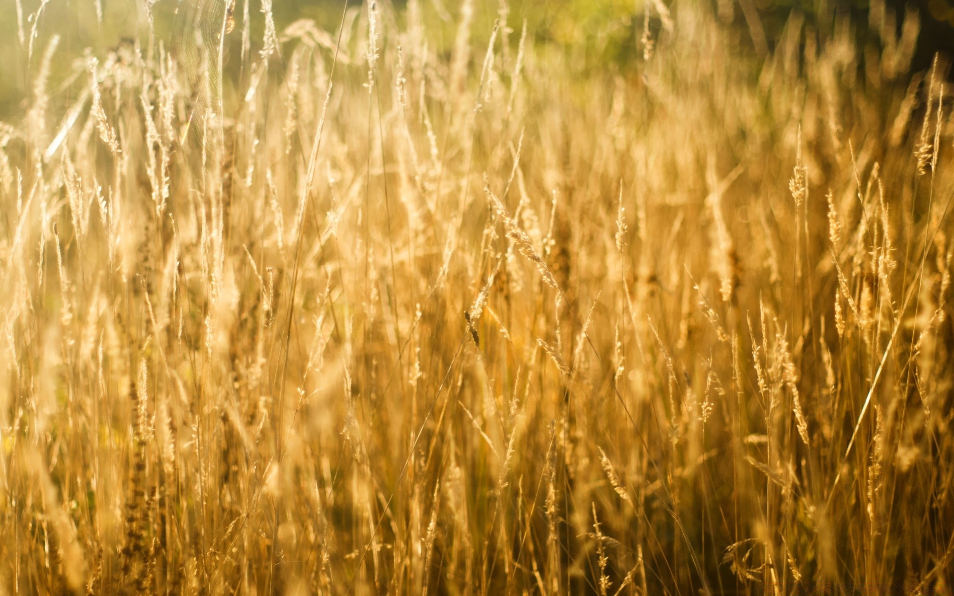 bokeh cereali grano mais rurale campo paglia pascolo pane crescita raccolto fattoria oro segale natura seme erba agricoltura terreno agricolo campagna