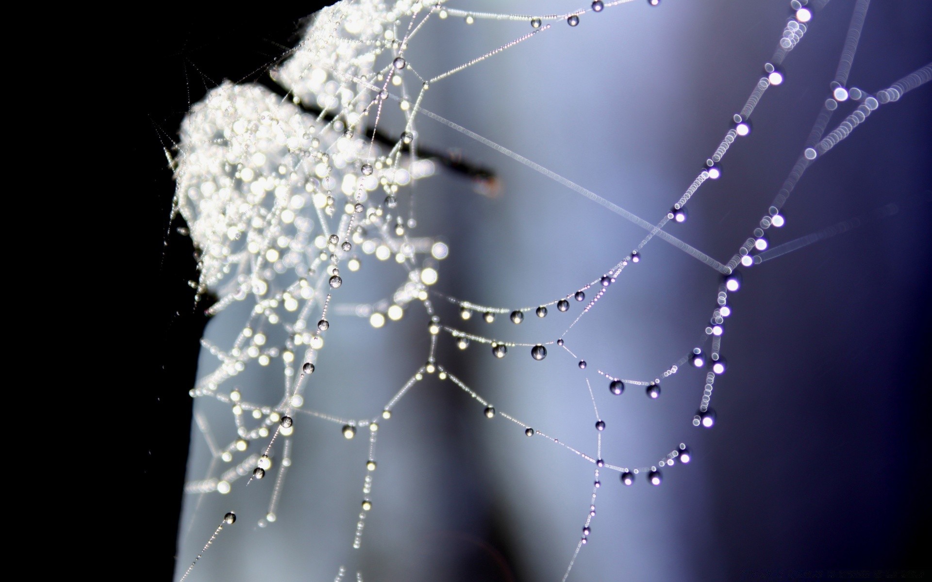 bokeh telaraña araña telaraña rocío trampa arácnido web gota lluvia naturaleza agua hilo conexión mojado intrincado rocío peligro brillante