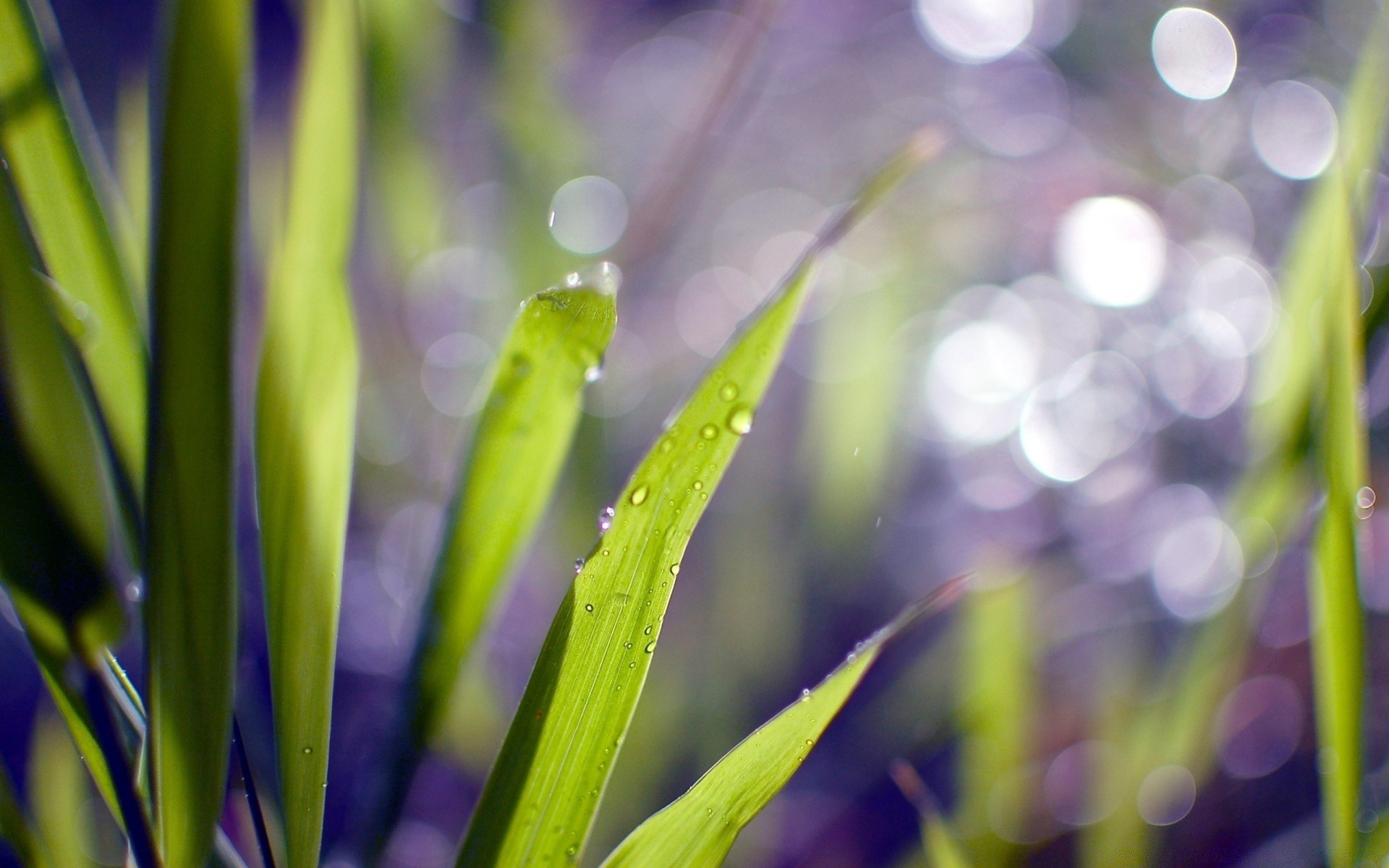 bokeh flora natur blatt garten wachstum sommer gras farbe hell medium schließen unschärfe frische üppig gutes wetter regen feld sonne