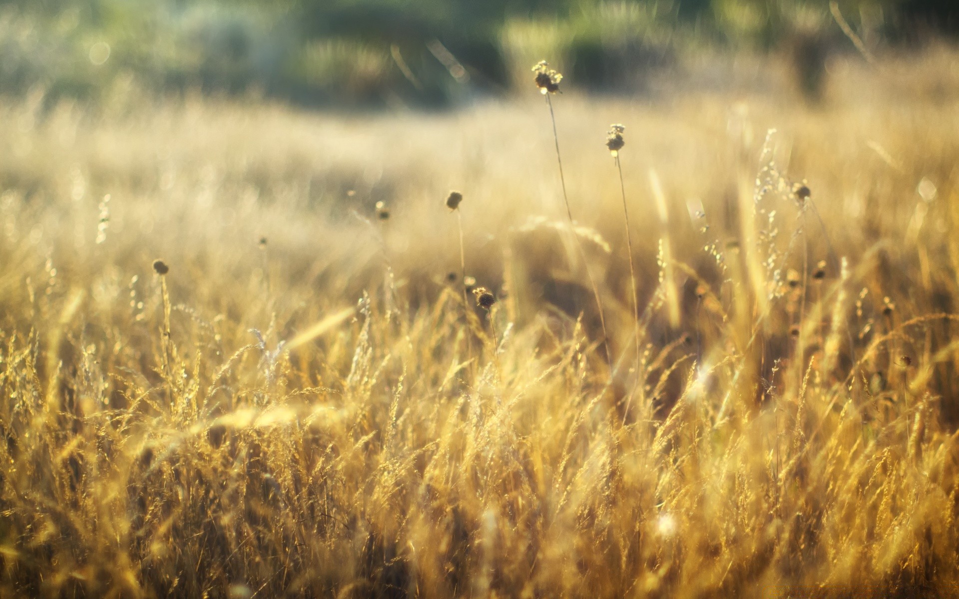 bokeh campo trigo cereales granja rural pasto hierba oro agricultura campo cosecha naturaleza crecimiento maíz paja paisaje heno sol al aire libre país