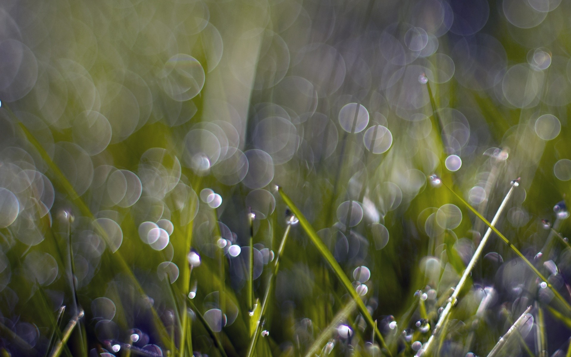 bokeh flora color nature desktop bright garden grass summer drop leaf flower hayfield blur rain field vibrant abstract focus lawn season