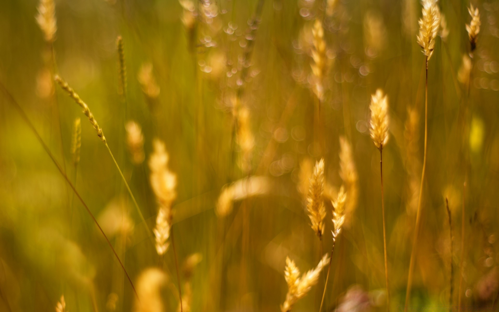 bokeh nature growth sun rural dawn fair weather field summer grass wheat outdoors cereal flora corn farm bright leaf countryside husk