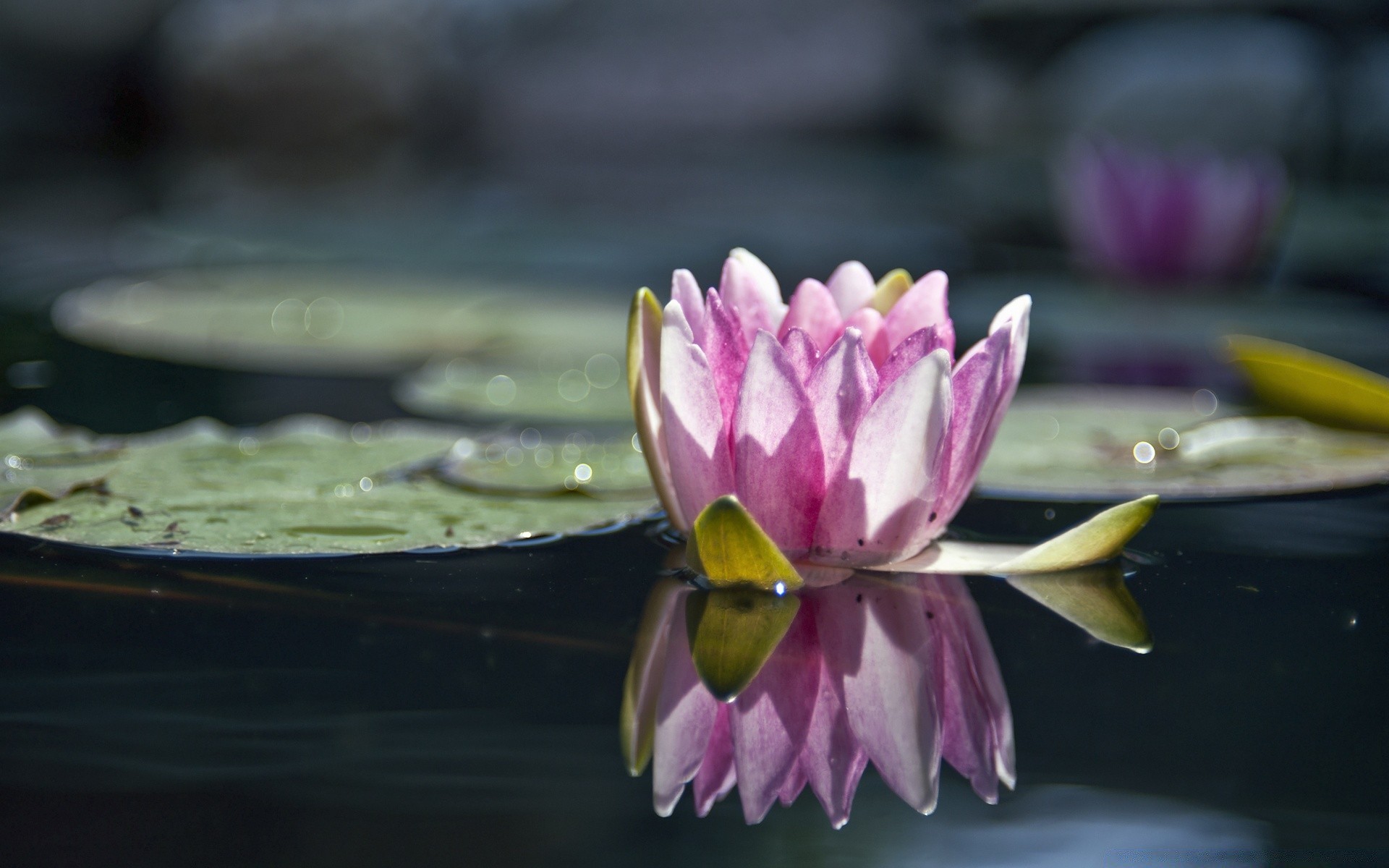 bokeh fiore loto piscina giglio fiore giardino natura petalo foglia bella zen parco flora acqua ninfea meditazione nuoto tropicale estate