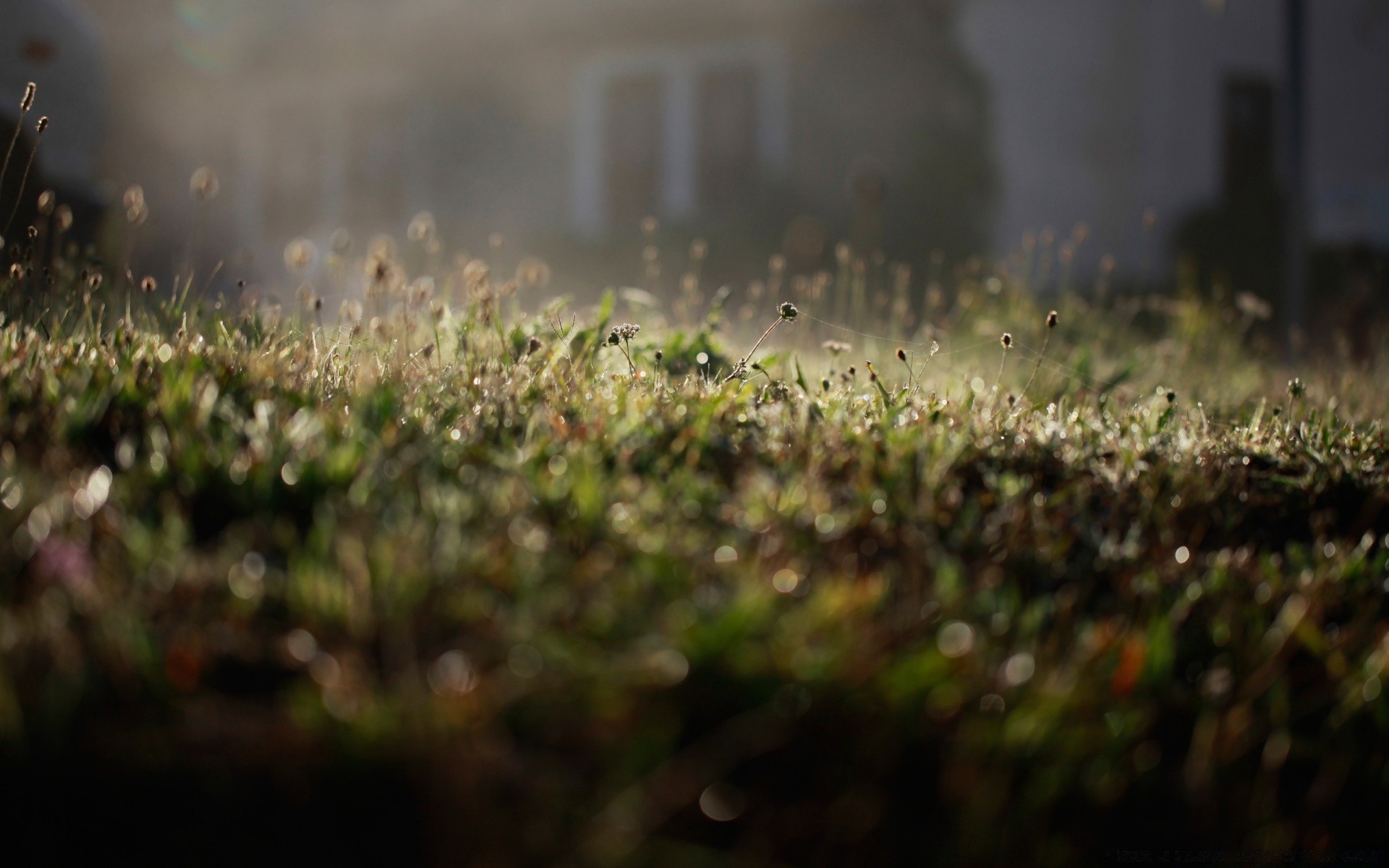 bokeh trawa ogród pole natura wzrost rozmycie gospodarstwo krajobraz kwiat lato słońce flora świt deszcz rolnictwo liść światło gleba zraszacz ziemia