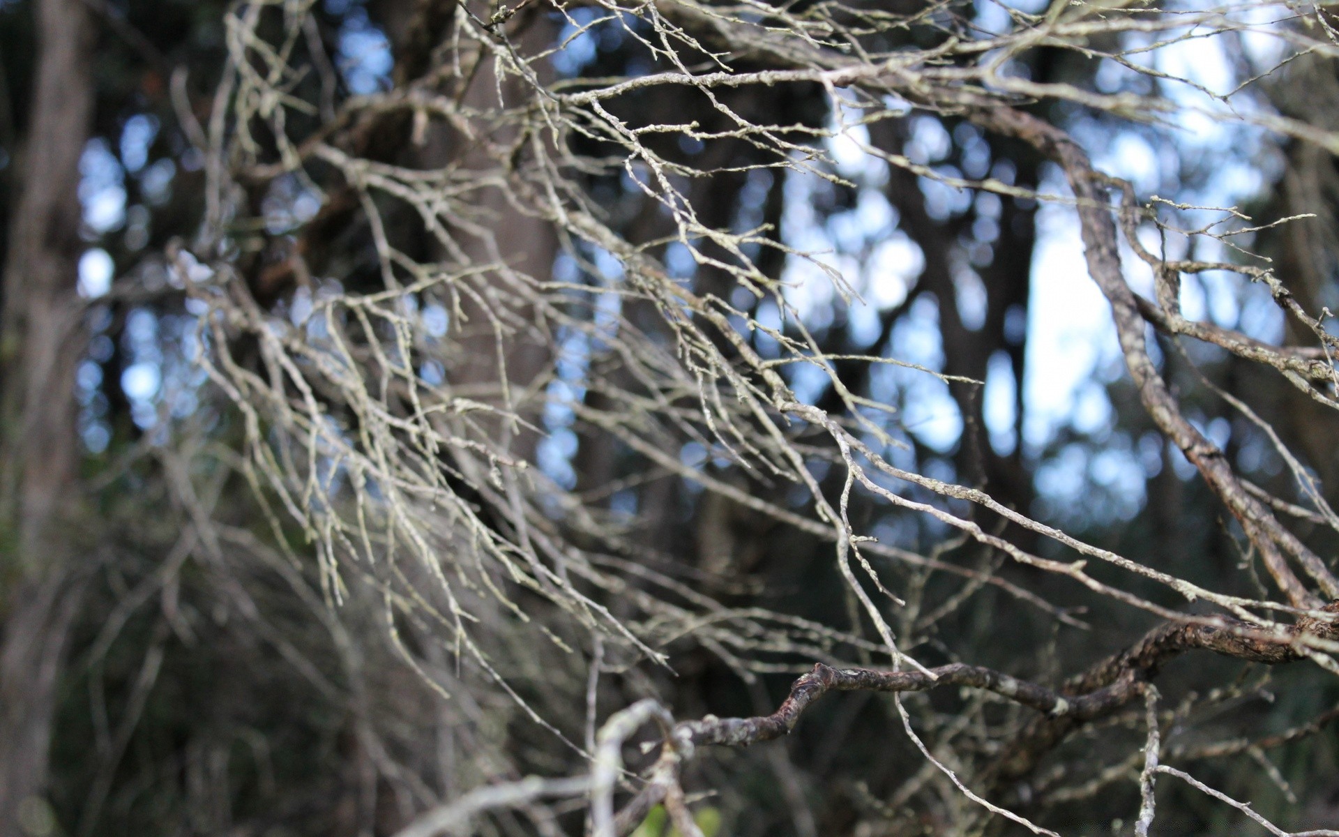 bokeh tree winter bird nature branch wood snow outdoors wildlife season desktop cold nest wild dry frost environment fall twigs