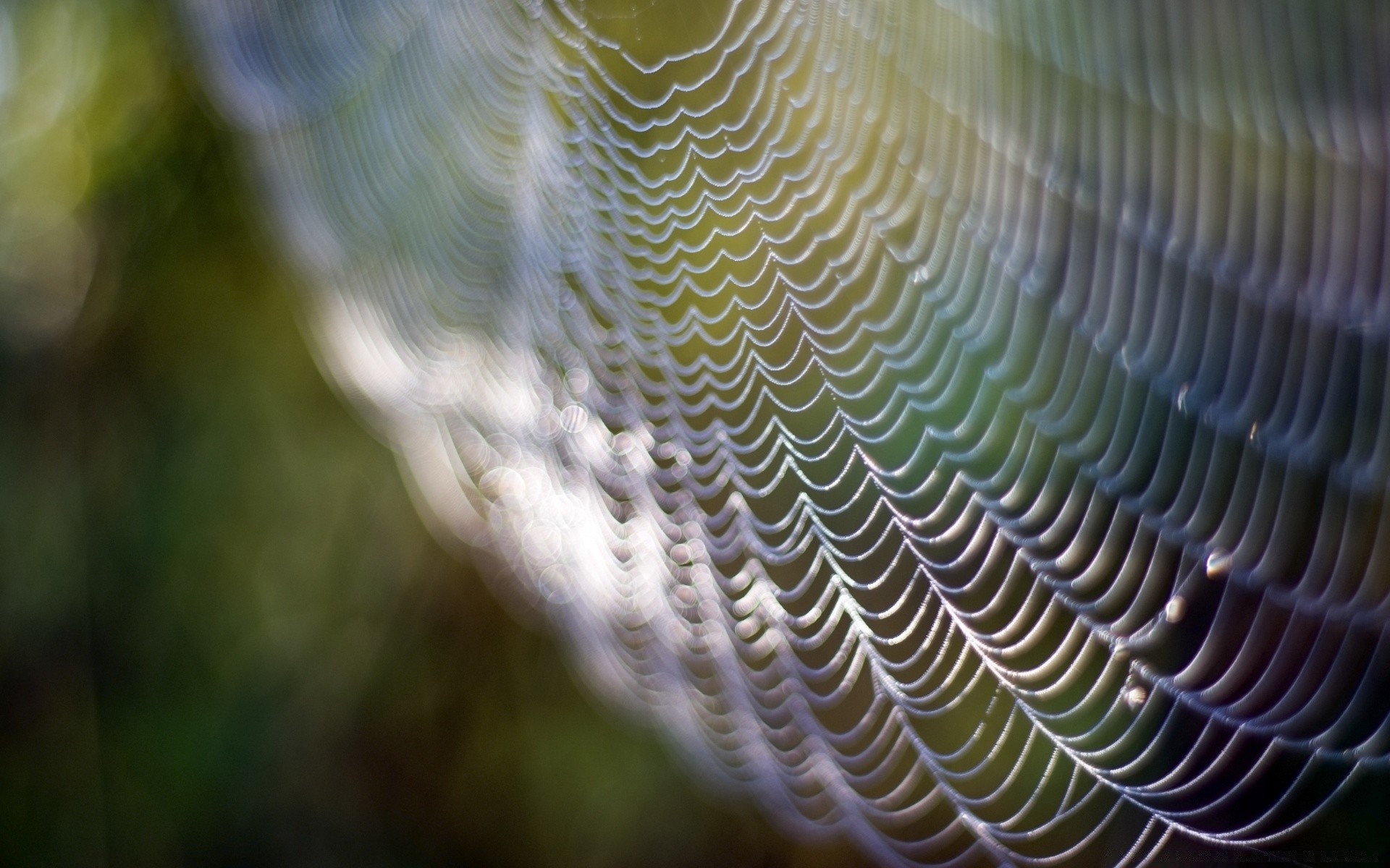 bokeh nature dew spider desktop wildlife pattern light texture outdoors insect blur abstract water color rain spiderweb close-up