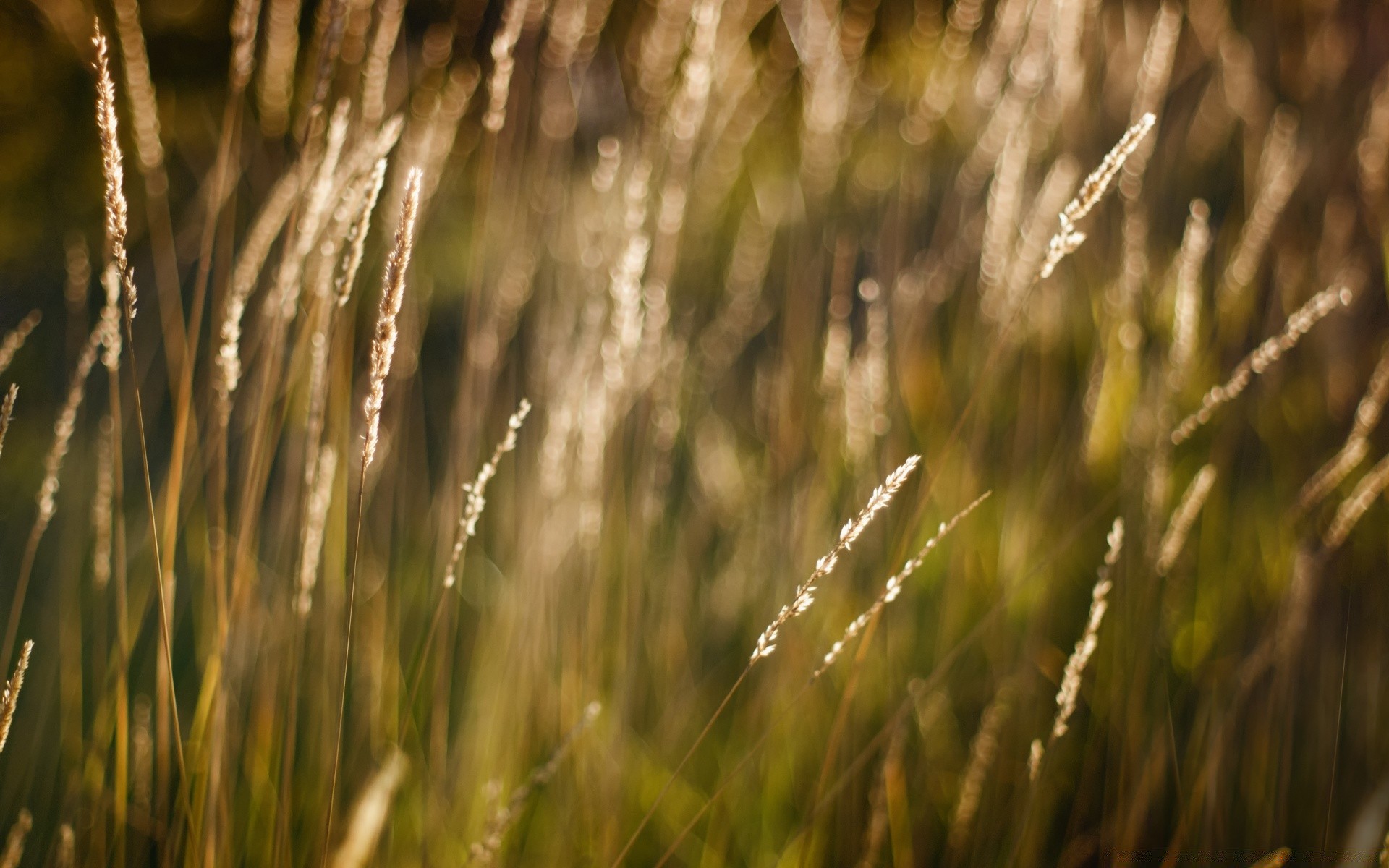 bokeh hierba crecimiento campo naturaleza al aire libre rural sol flora buen tiempo amanecer granja verano césped cereales pasto cielo trigo pájaro heno