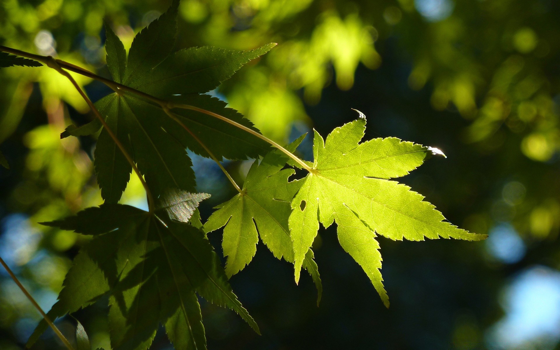 散景 叶 自然 植物群 郁郁葱葱 秋天 生长 明亮 树 户外 太阳 好天气 木材 夏天 星期三 枫树 树枝 花园 颜色 特写