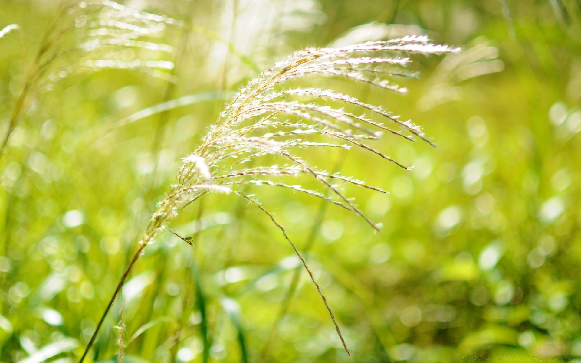 bokeh flora nature leaf dew growth dawn grass garden summer rain close-up environment sun field drop fair weather light color bright desktop