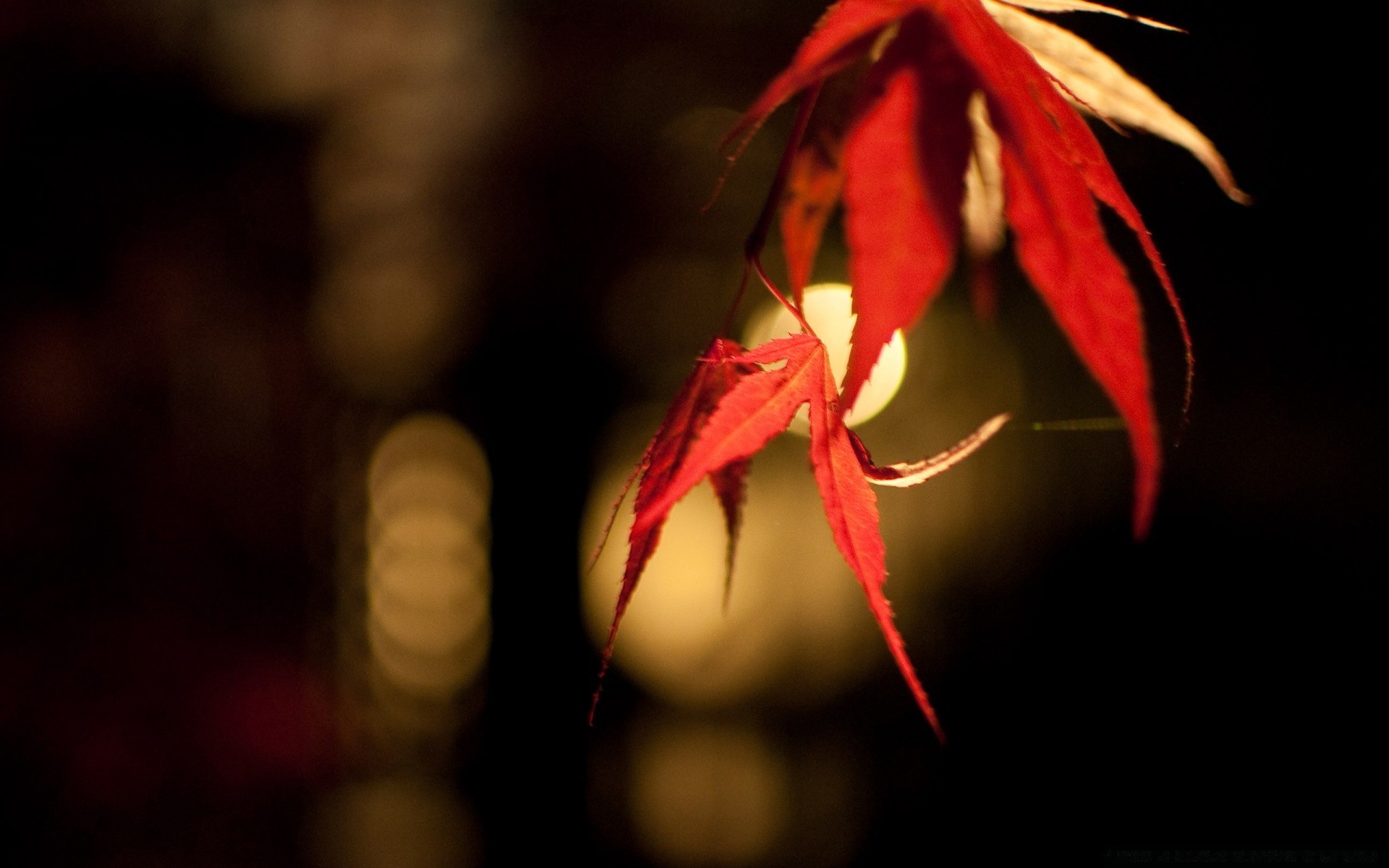 bokeh leaf nature fall color dark light flower