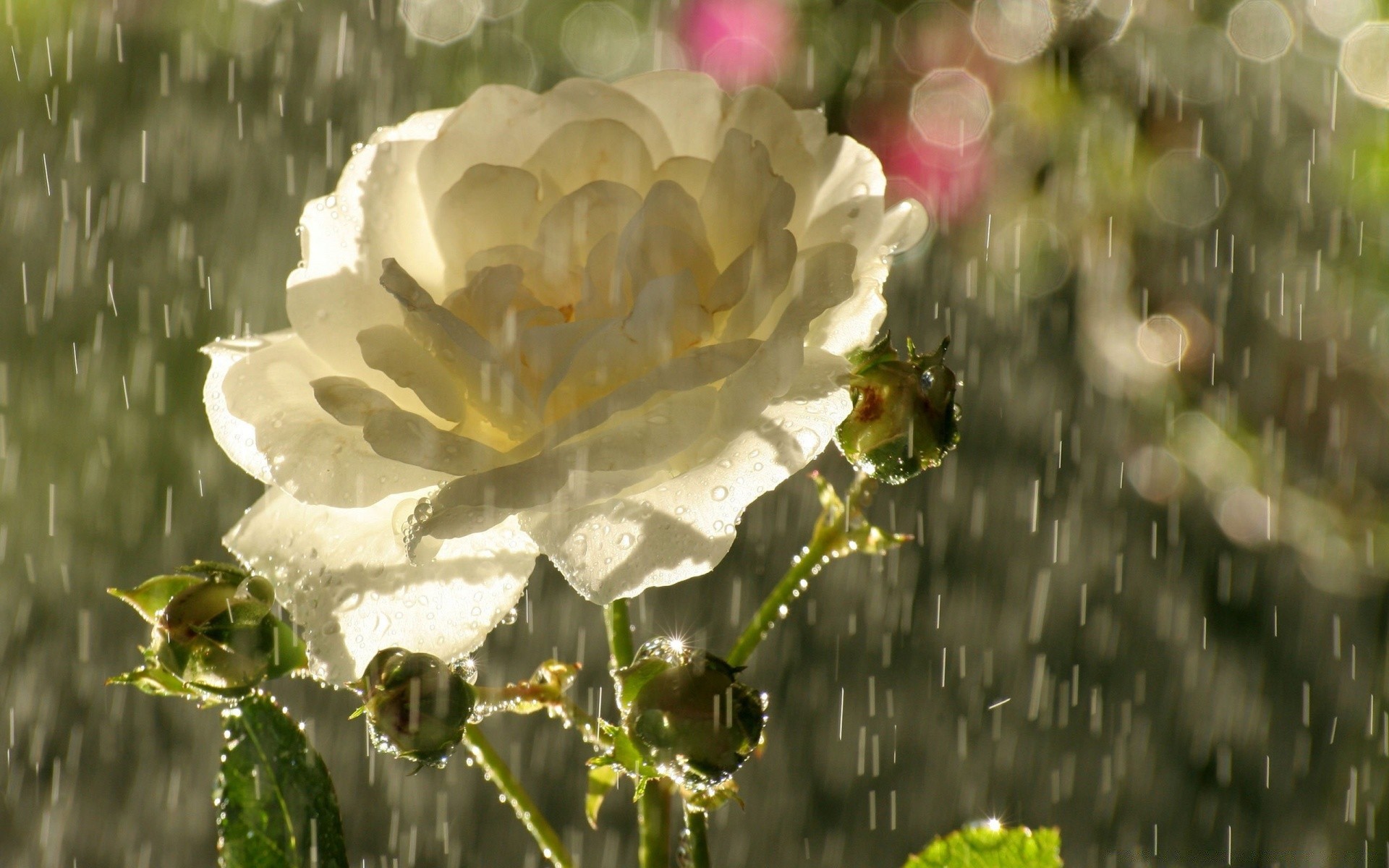 bokeh flower nature summer flora garden color outdoors field blooming bright leaf floral petal close-up season beautiful