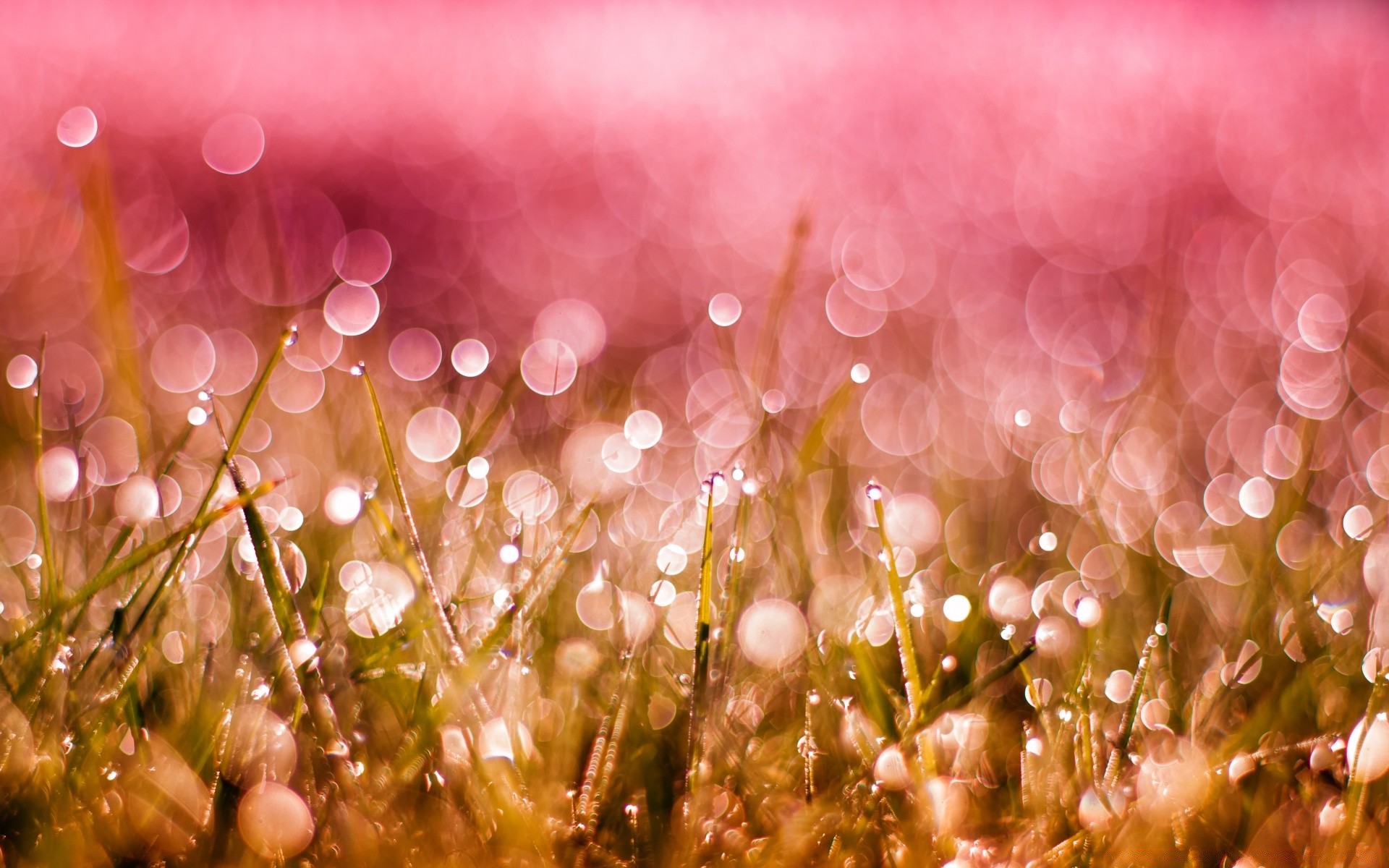 bokeh natura kolor pulpit lato jasny kwiat piękny trawa sezon flora ogród słońce pole tekstura streszczenie park światło