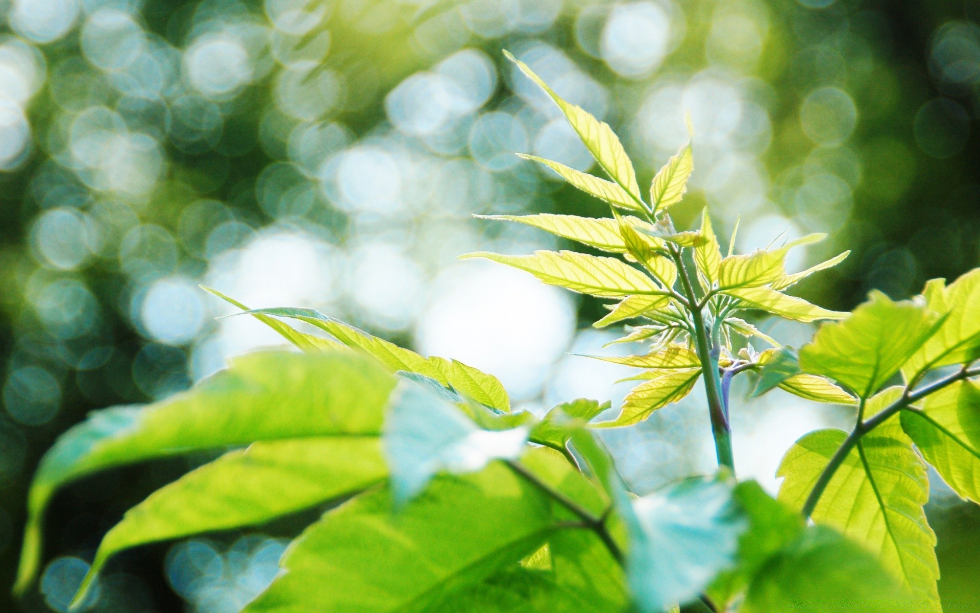 bokeh yaprak flora doğa büyüme yaz bahçe yakın çekim tazelik ortamlar yemyeşil parlak masaüstü şube renk ağaç güzel hava