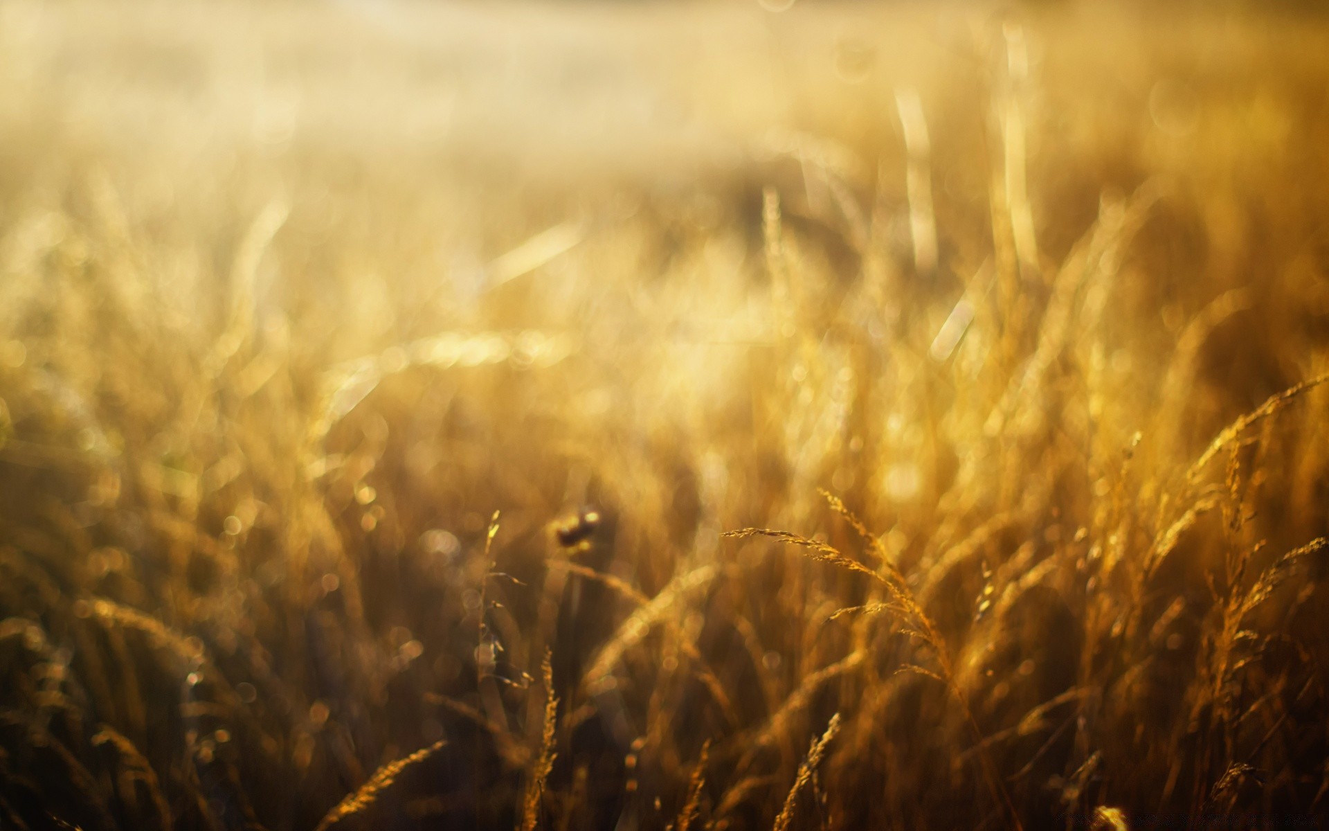 bokeh wheat cereal field gold rural farm bread sun pasture corn straw sunset crop seed agriculture blur summer rye nature countryside