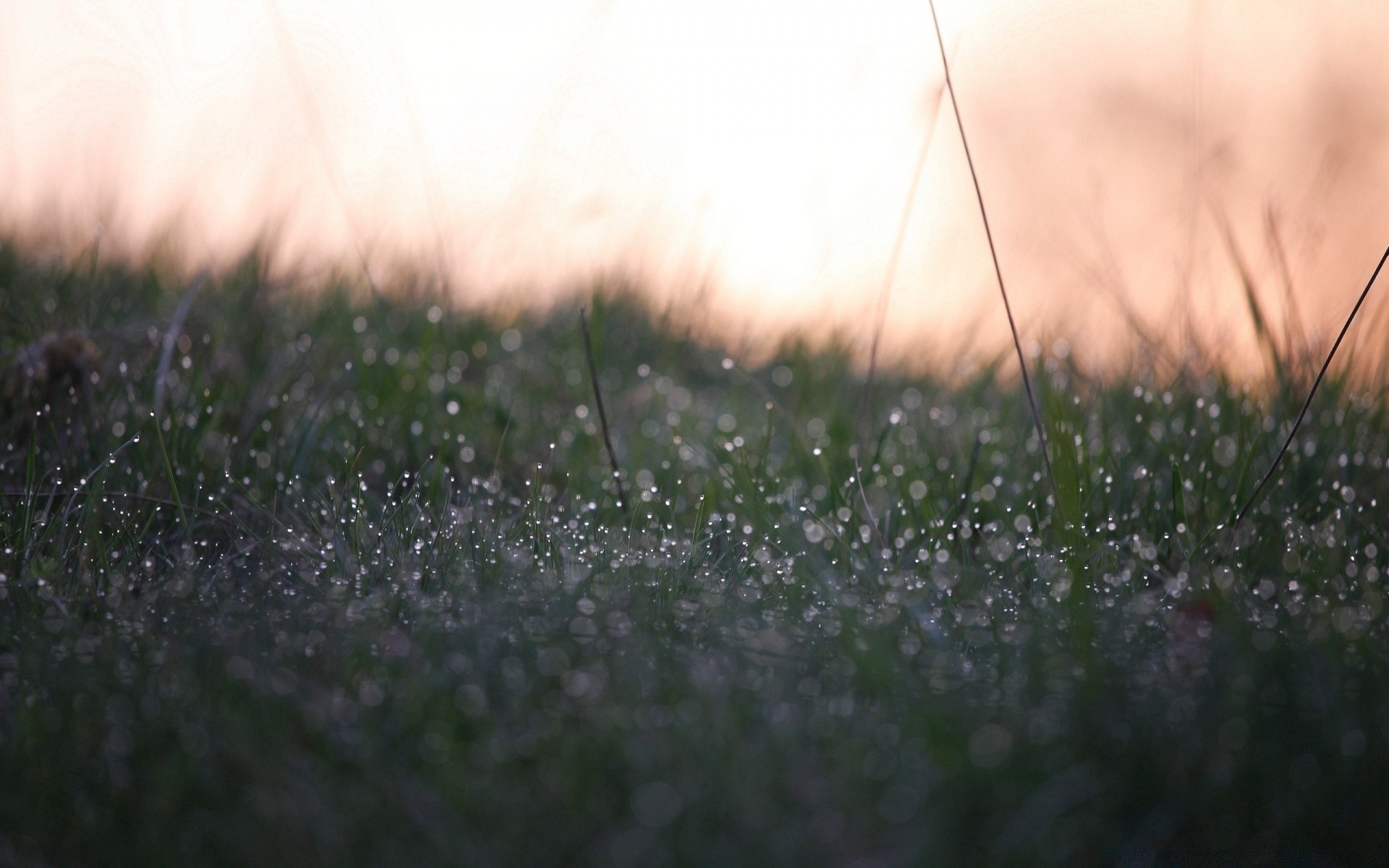 bokeh grass nature field rain landscape hayfield flower garden dawn blur outdoors dof dew focus drop environment summer color lawn