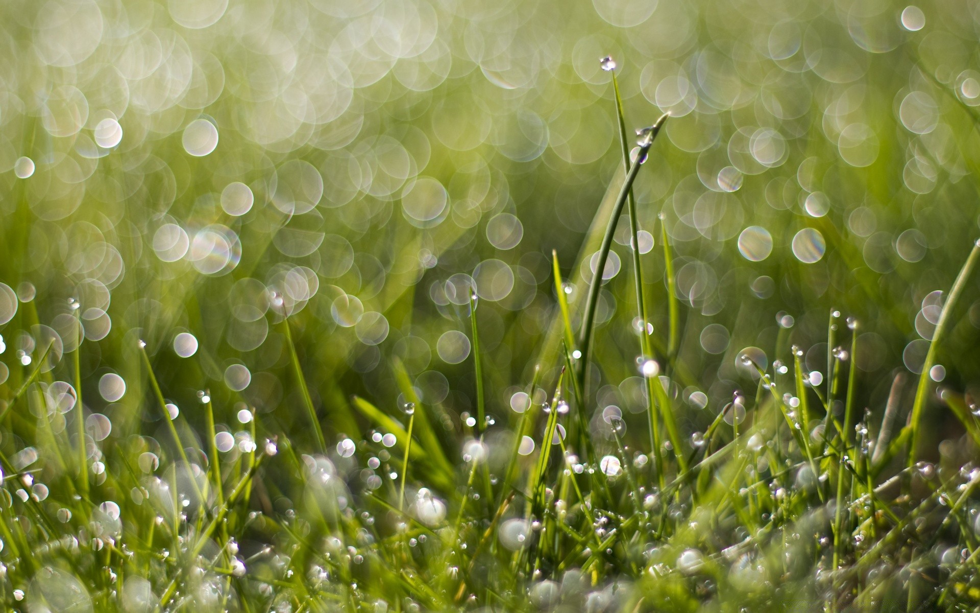 bokeh rocío lluvia caída hierba césped brillante flora naturaleza escritorio color jardín mojado gotas verano desenfoque exuberante heno frescura limpieza amanecer