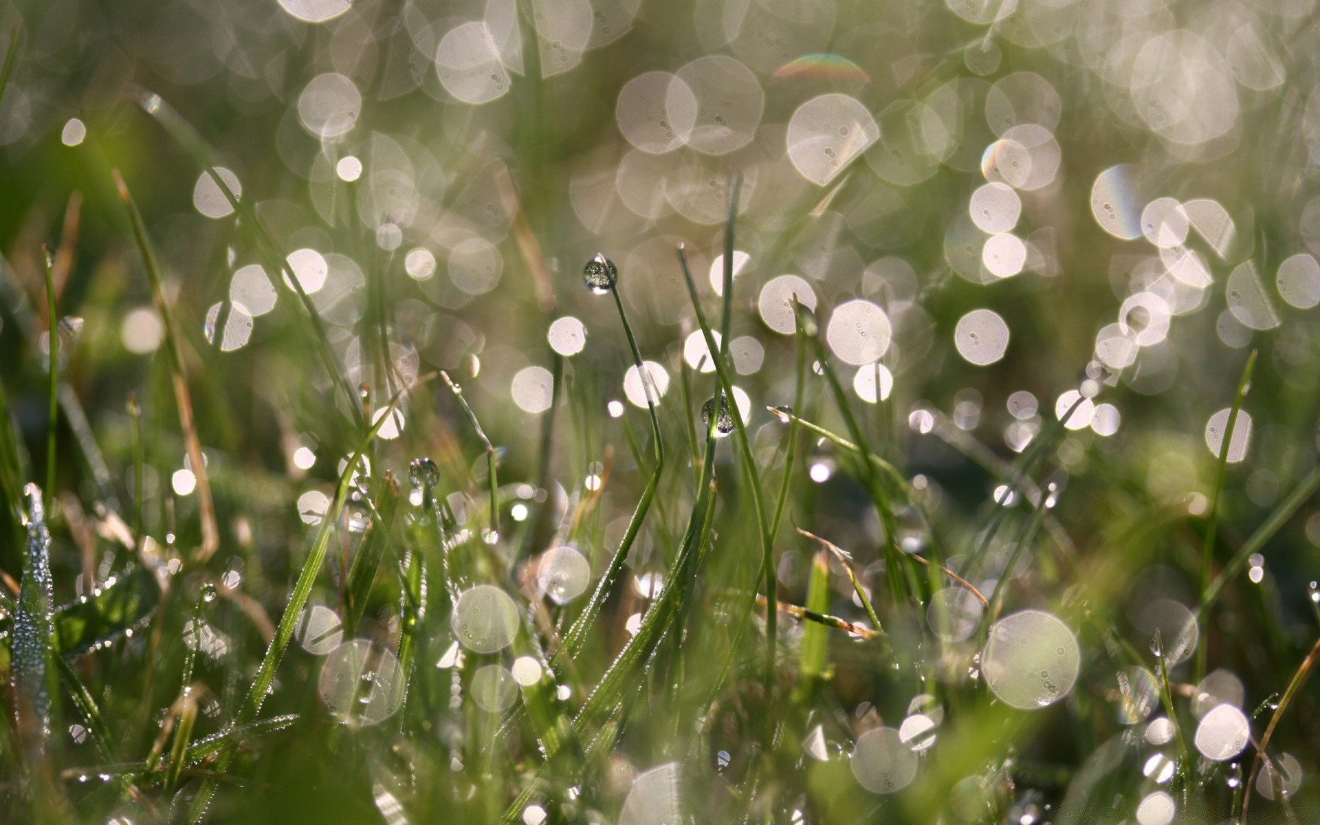 bokeh dew nature rain flora drop grass summer wet leaf bright garden dawn water color purity season freshness environment fair weather growth