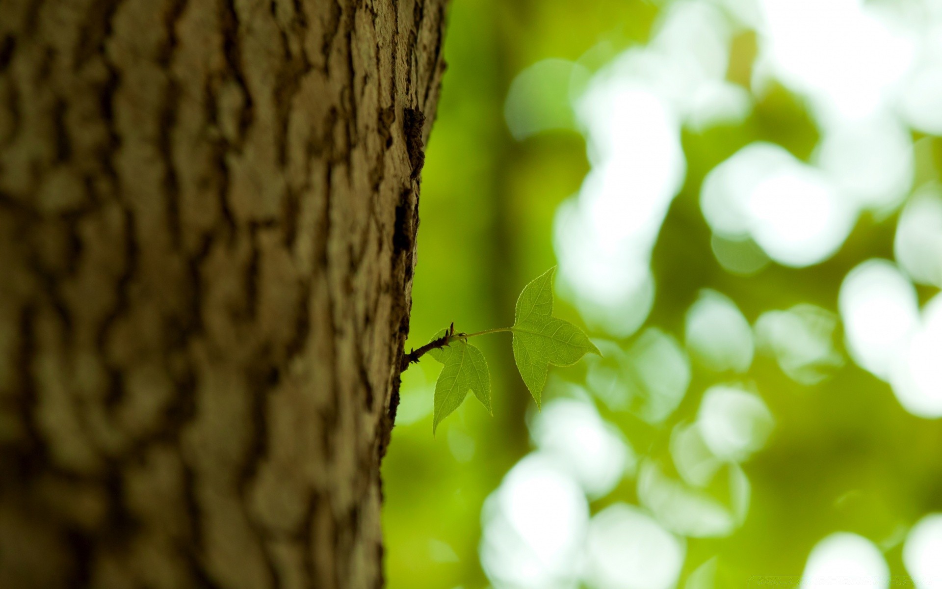 bokeh nature arbre feuille flou bois flore bureau à l extérieur été couleur croissance