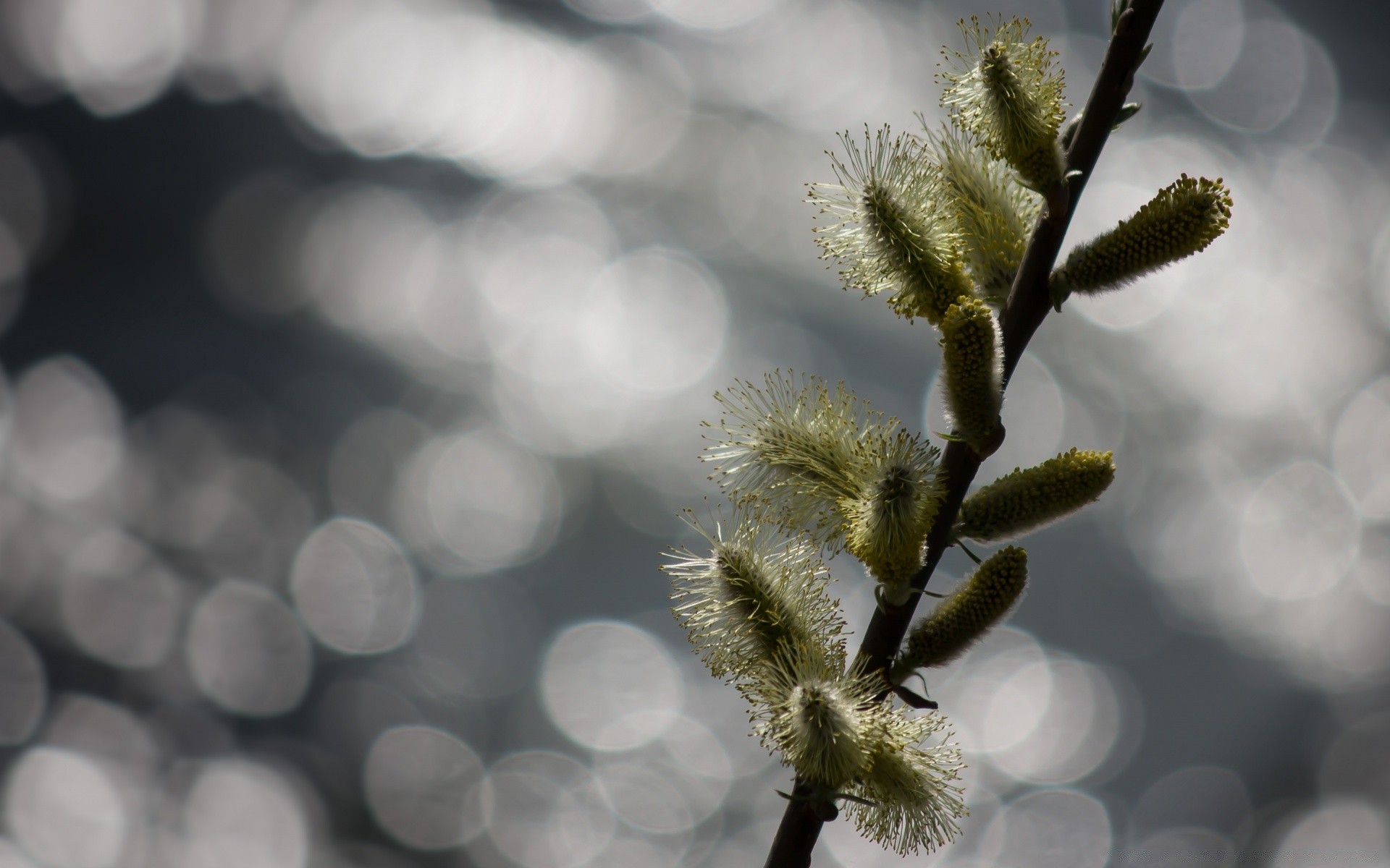 bokeh natur baum unschärfe filiale blume winter flora im freien blatt hell jahreszeit wachstum