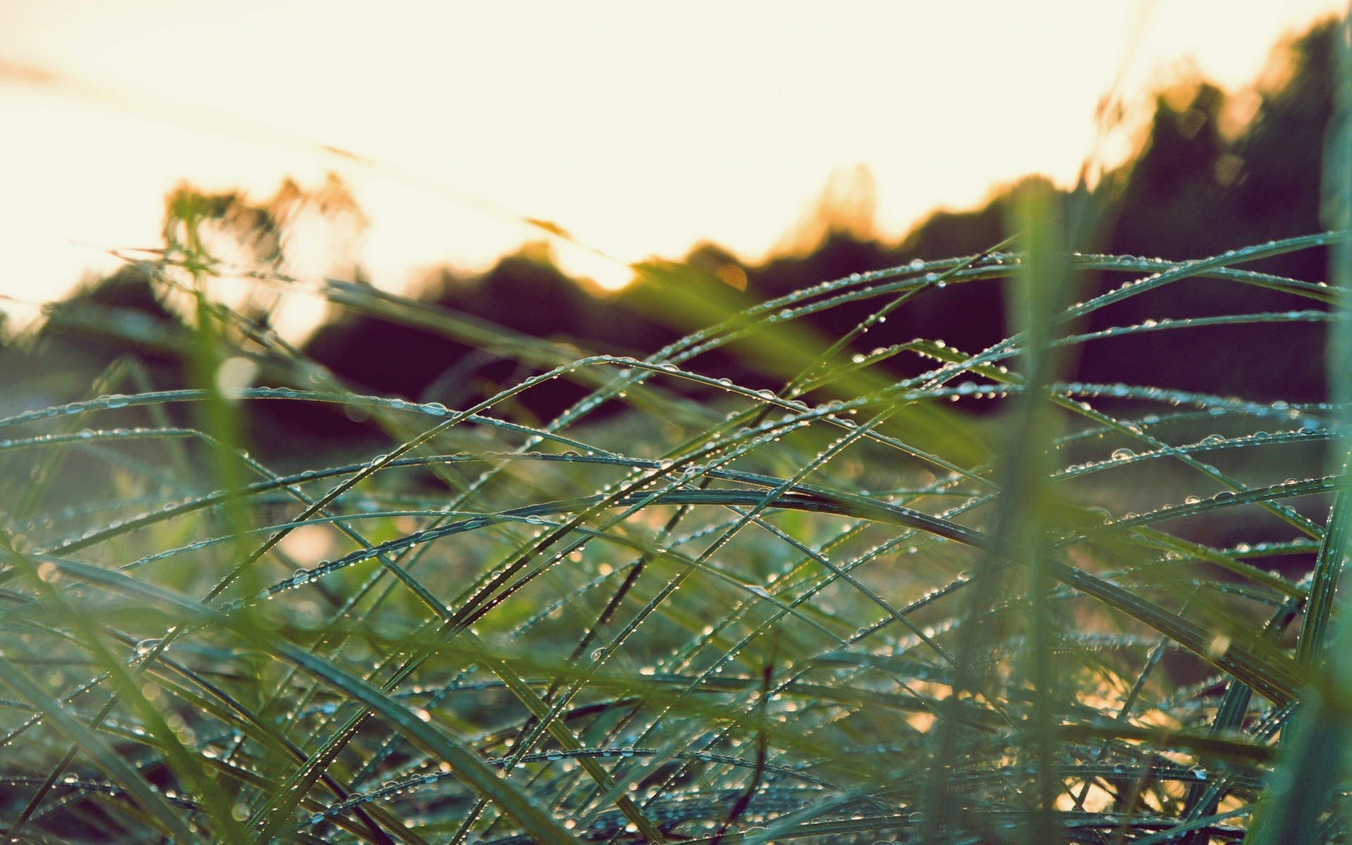 bokeh dawn nature sun grass water light flora garden landscape summer desktop outdoors leaf fair weather sunset sky color