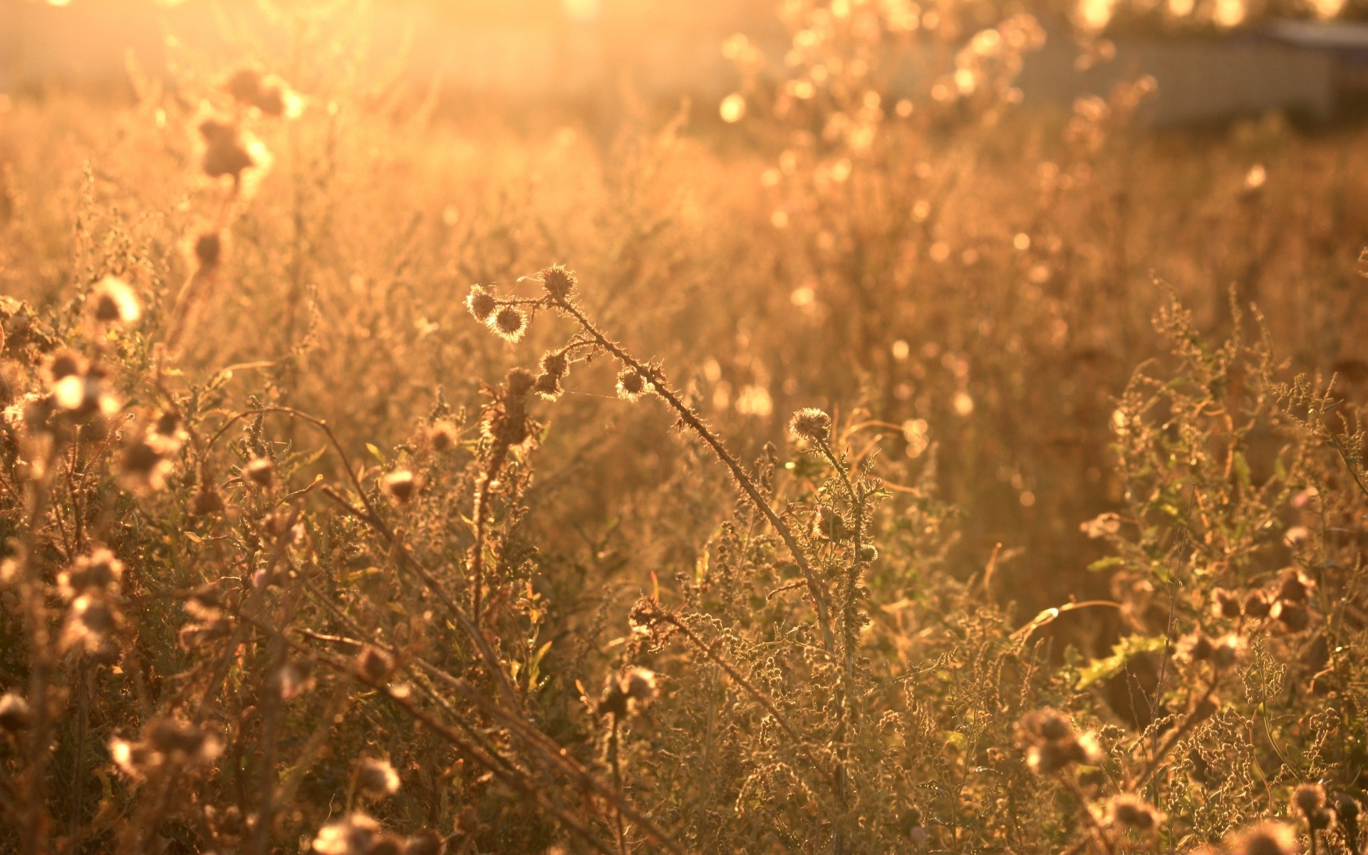 bokeh natura all aperto alba campo sole desktop paesaggio secco erba bel tempo tramonto pascolo fiore fieno estate oro flora