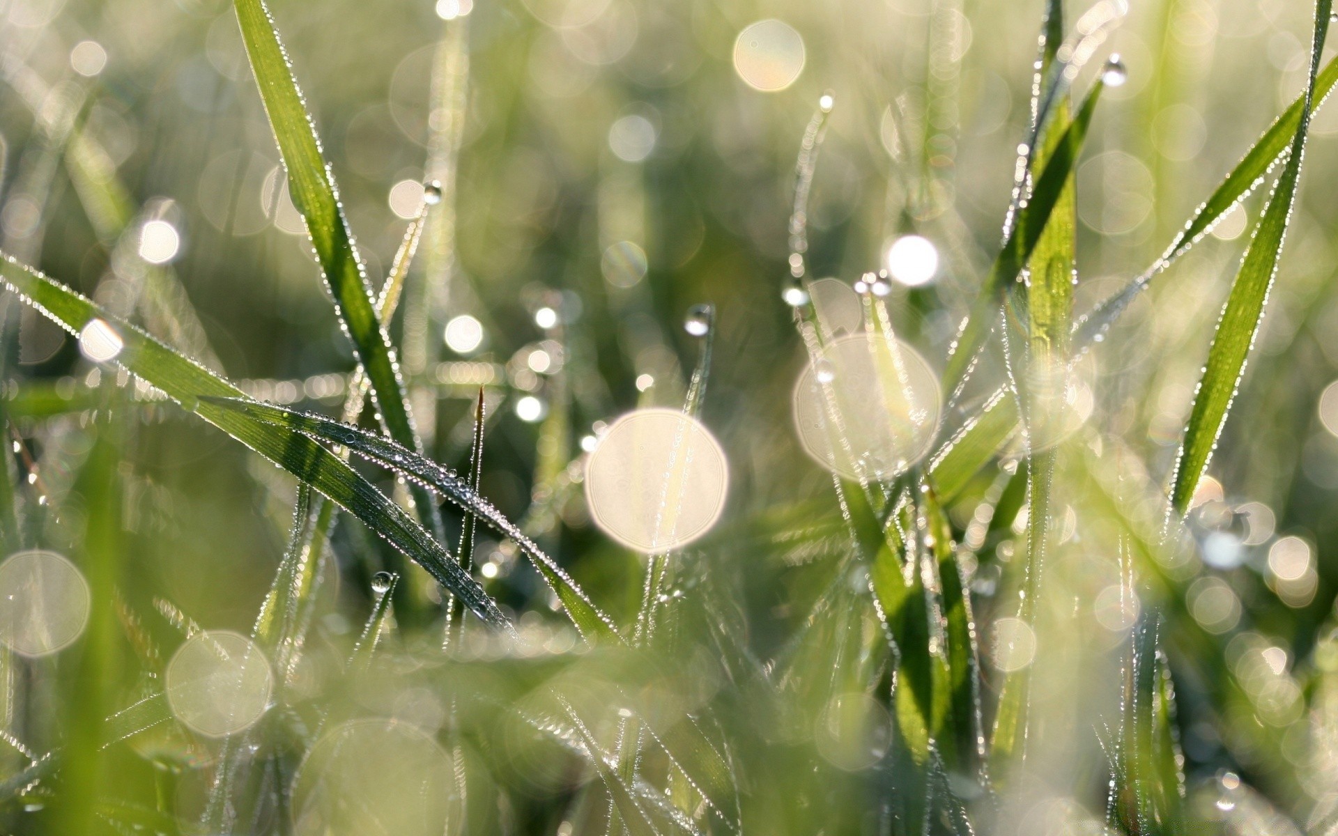 bokeh naturaleza flora verano hierba hoja rocío jardín medio ambiente primer plano crecimiento campo buen tiempo amanecer al aire libre temporada caída lluvia frescura brillante sol