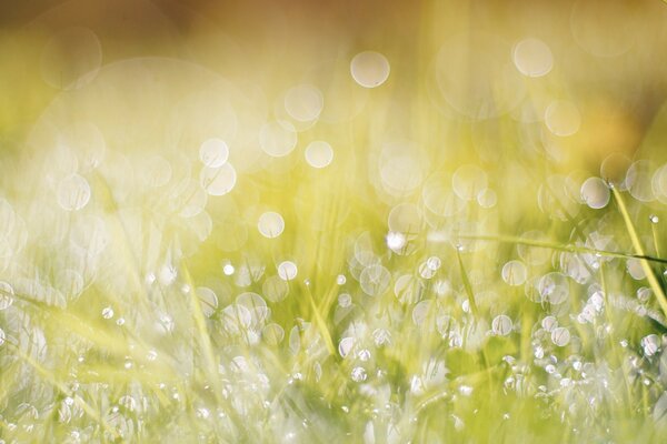 Macro shooting of morning dew on the grass