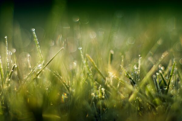 Green grass. The rays of the sun