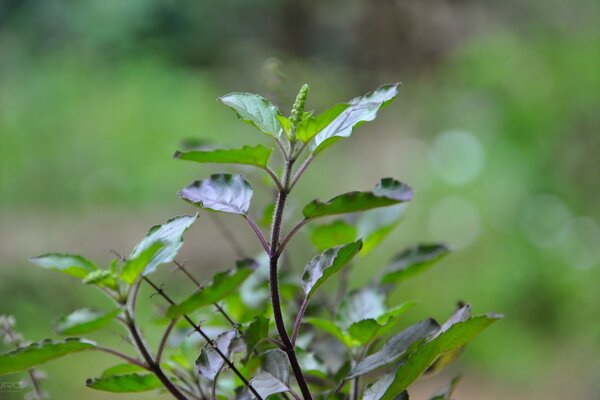 A young plant in the summer