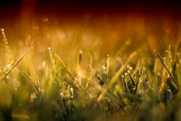 Gras, das im Morgengrauen mit Tau bedeckt ist