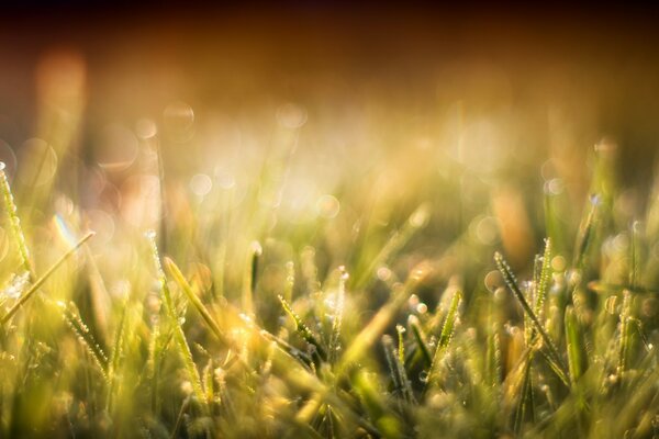 Campo de la mañana en el Escritorio