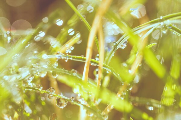 Nature de l eau sur l herbe