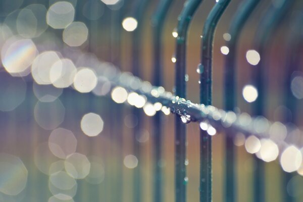 Morning dew on the iron fence