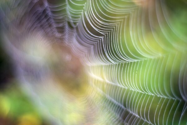 Spider web on a tree in the rays of light