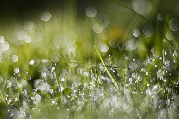 Gouttes de pluie dans l herbe verte