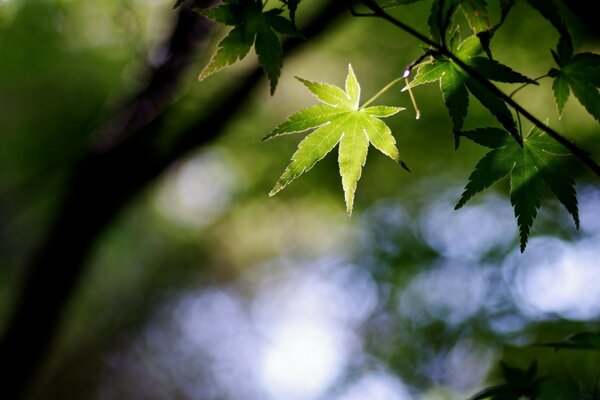 Foglia verde su un ramo sottile