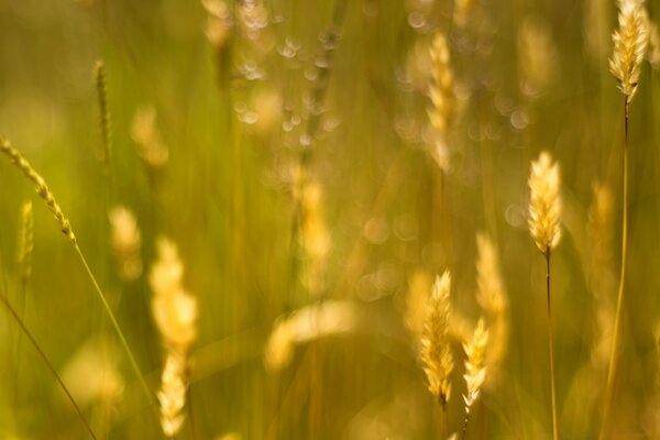 Die Schönheit der Natur der Felder auf einem Foto