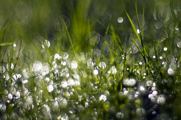 Gotas de rocío sobre hierba verde