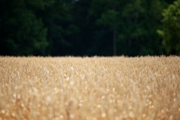 Wheat field - a place of exploration