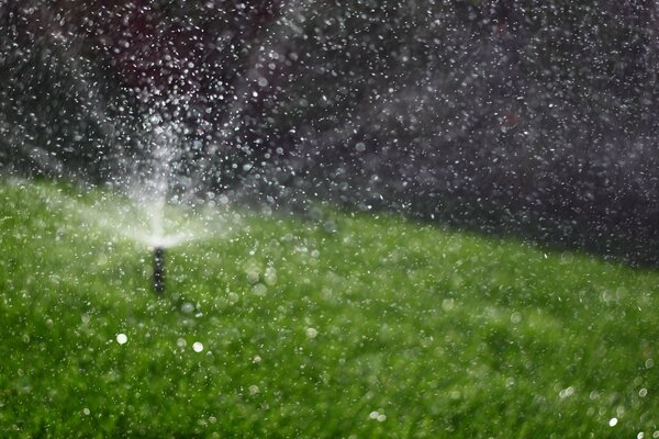 Grünes Gras wird mit Wasser bewässert