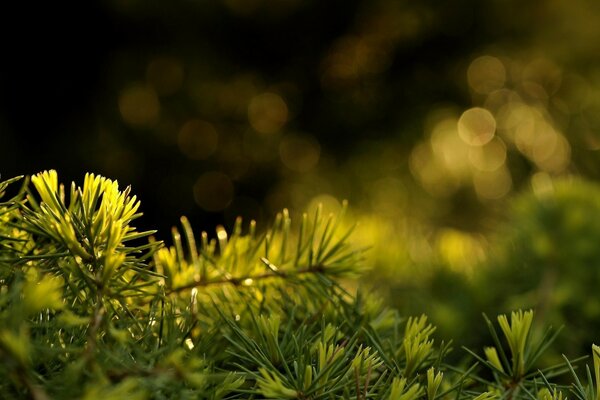 Branches of needles illuminated by the stingy light of the sun