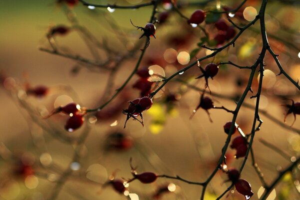 Herbstbeeren im Morgentau