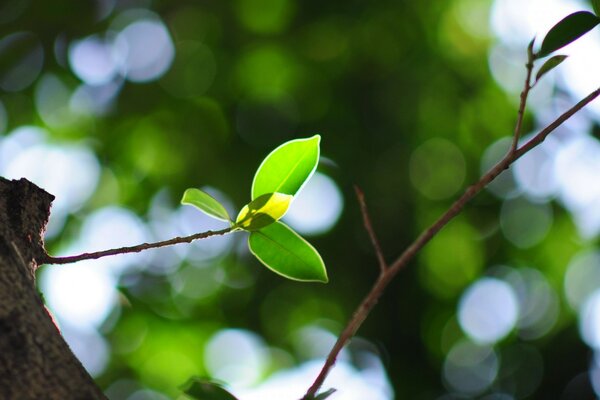 A young sprout on a tree branch