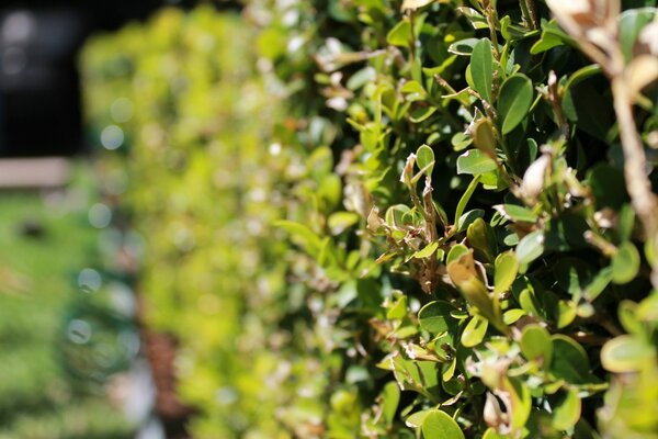 A bush fence in a modest garden