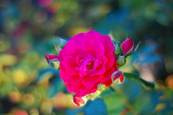 A rose with buds in the foreground