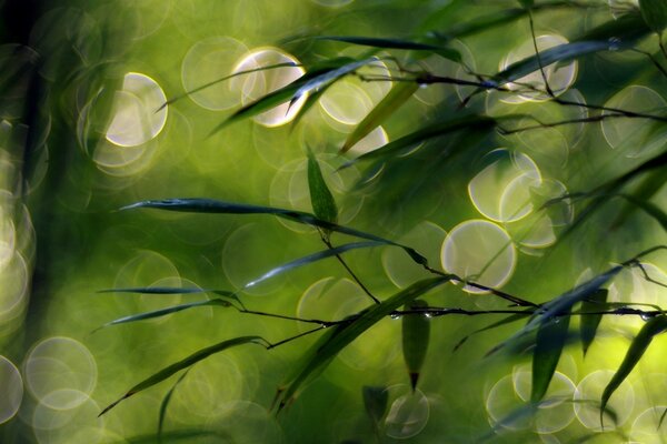 Reflejos de luz en el follaje verde