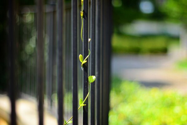 A green plant gets acquainted with an iron fence