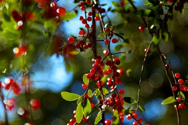 A tree with red fruits in autumn