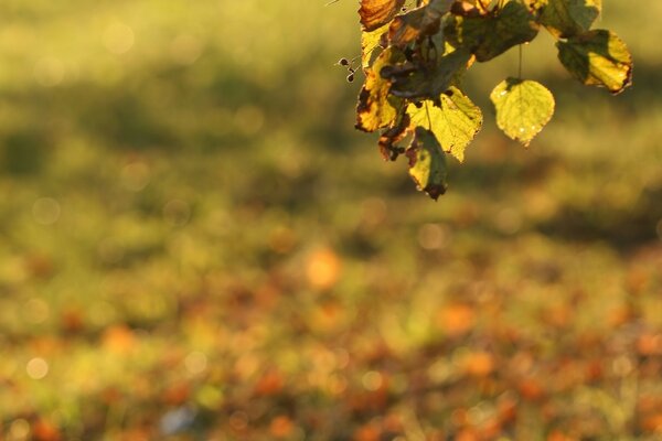 Der Herbst ist gekommen, die Grünen sind weg