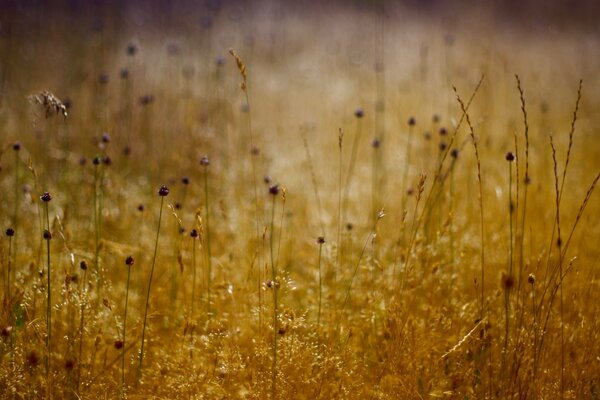 Automne herbe nature automne